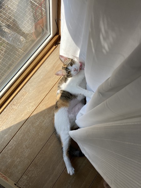 猫 三毛猫 リリィの写真