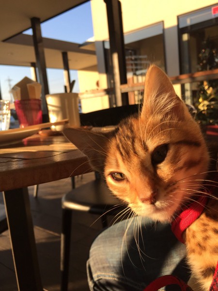 猫 ベンガル ミアの写真