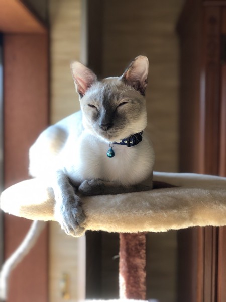 猫 シャム Abelの写真