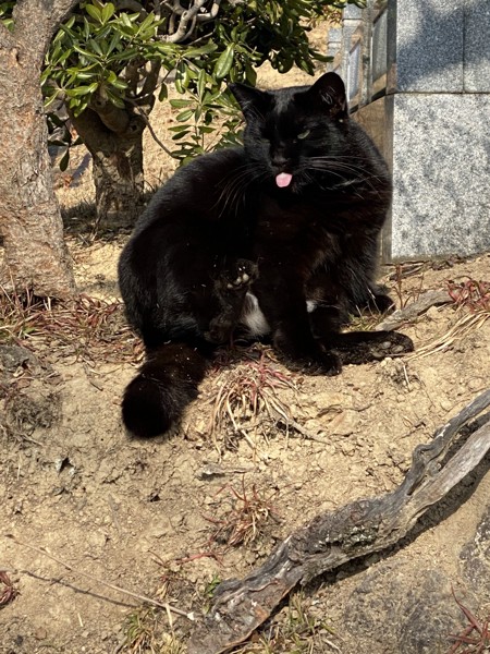 猫 黒猫 デブクロの写真