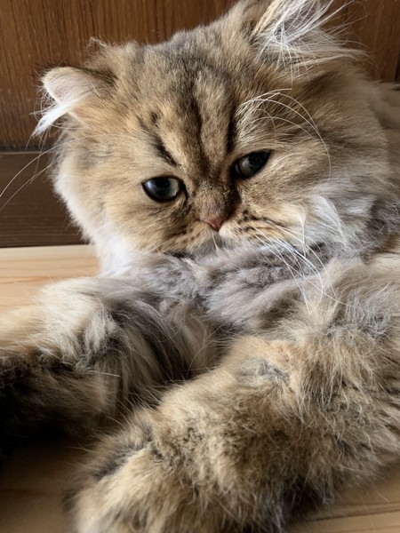 猫 ペルシャ メル君の写真