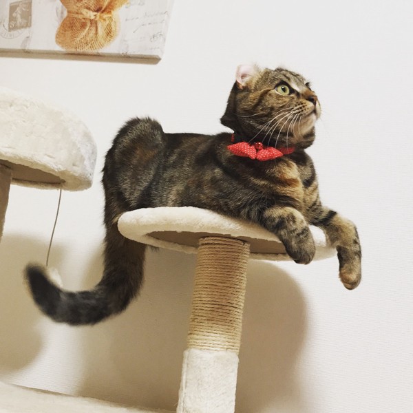 猫 アメリカンカール Lunaの写真