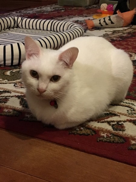 香箱座りする白い猫
