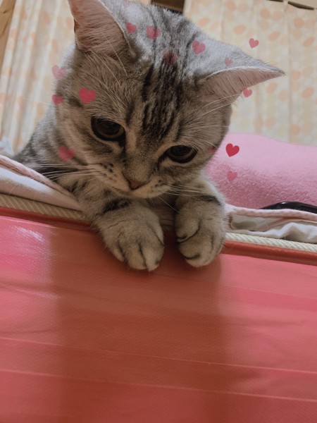 猫 アメリカンショートヘア ねむちゃんの写真