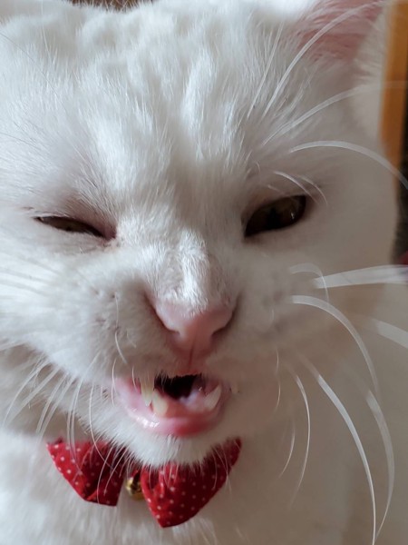 猫 スコティッシュフォールド マリモの写真