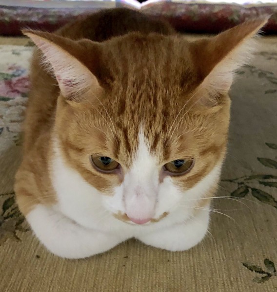 猫 茶白トラ ミーちゃんの写真