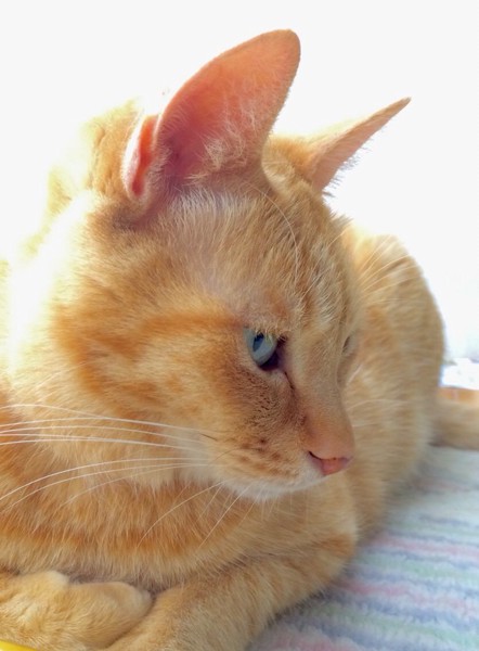 猫 茶トラ チャオの写真