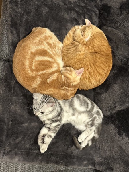 猫 アメリカンショートヘア サウザー&ファルコ&ユダの写真