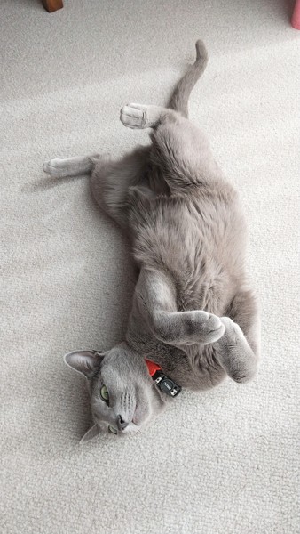 猫 ロシアンブルー リリーの写真