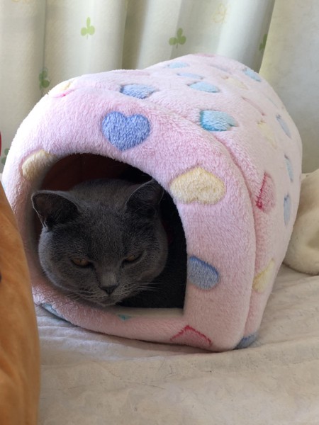 猫 ブリティッシュショートヘア マツコの写真