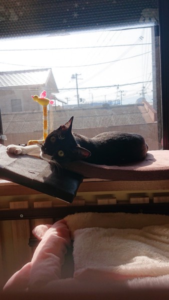 猫 黒ブチ バナの写真