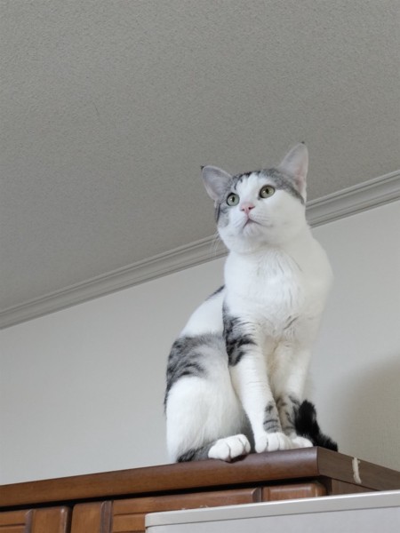 猫 サバシロ コタロウの写真