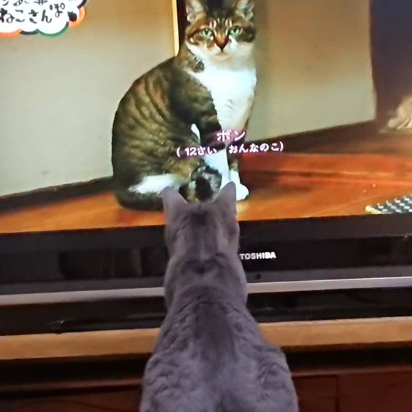 猫 オシキャット ひめの写真