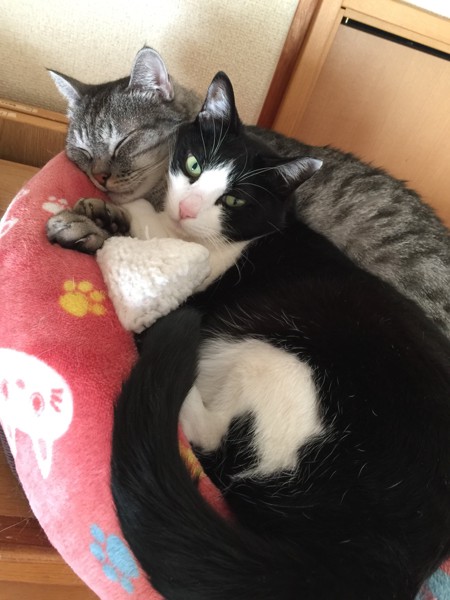 猫 サバトラ マリとチコの写真