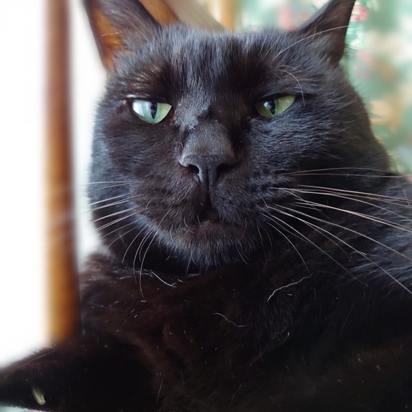 猫 黒猫 舞茸の写真