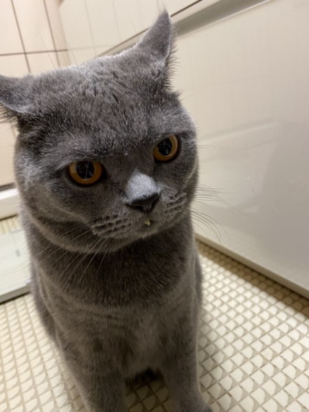 猫 ブリティッシュショートヘア ジョージの写真