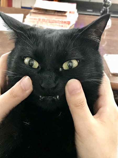 猫 黒猫 キャラメルの写真