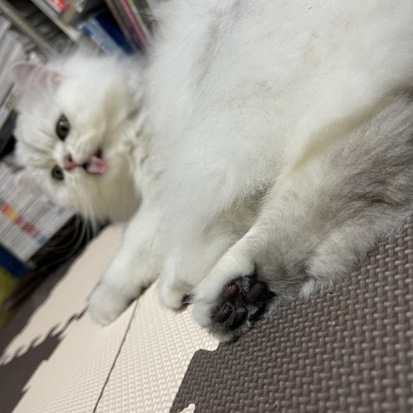 猫 チンチラペルシャ 霜太(そうた)の写真