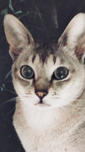 猫 シンガプーラ レオンの写真