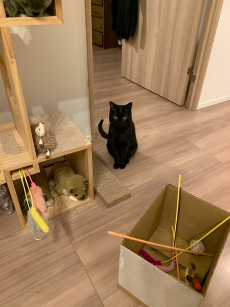 猫 黒猫 シナモンの写真