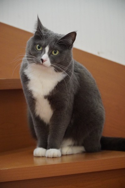 猫 MIX メニャンの写真