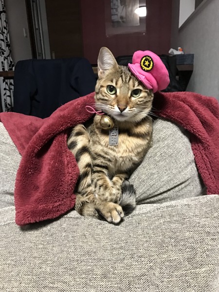 猫 ベンガル 福の写真