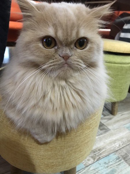 猫 マンチカン コアちゃんの写真