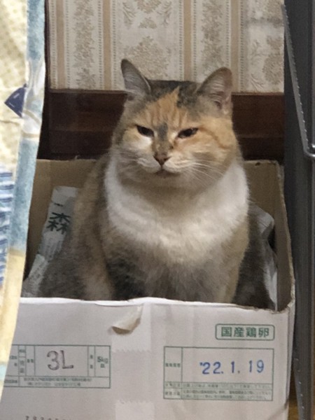 猫 三毛猫 ミケちゃんの写真