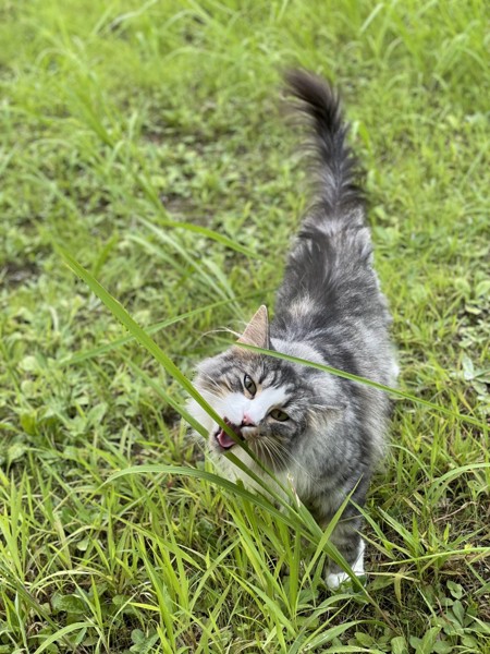 猫 ノルウェージャンフォレストキャット プルの写真