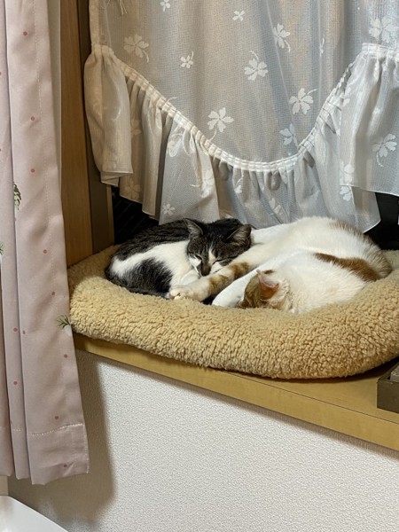 猫 雑種 雄多摩（おたま）とニ姫（にゃんひめ）の写真