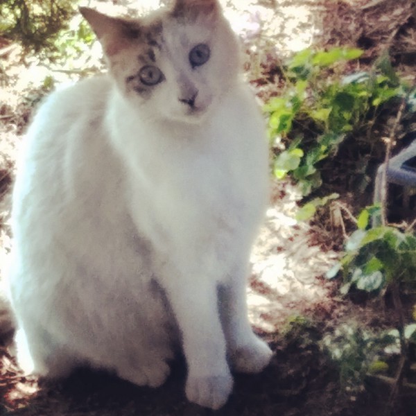 猫 白猫 タイガの写真