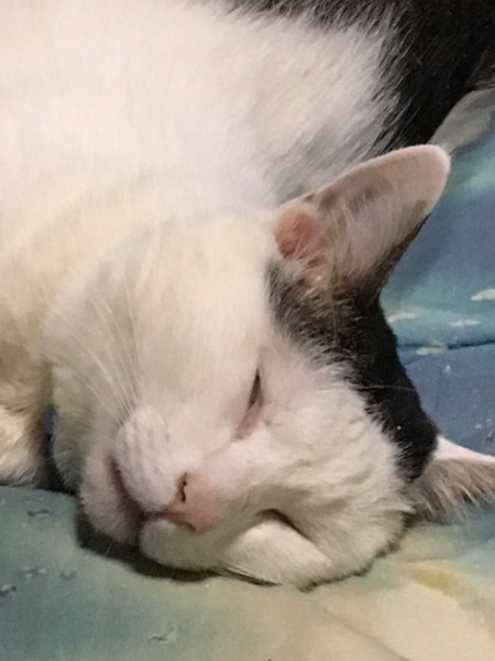 猫 ミックス サトの写真