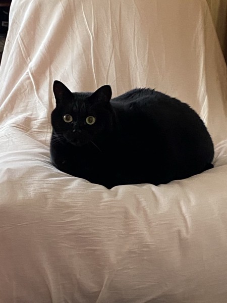 猫 黒猫 ミルクの写真