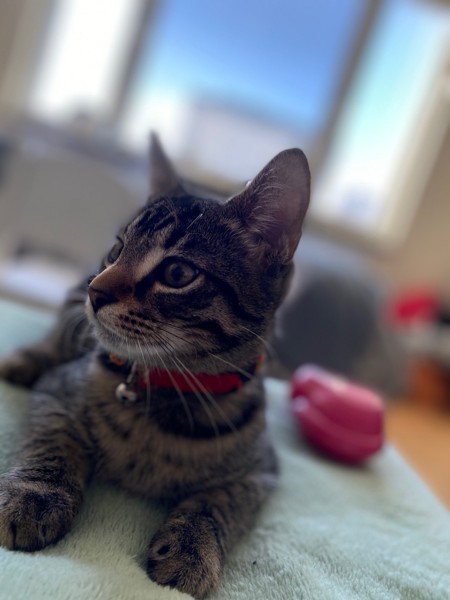 猫 アメリカンショートヘア ラニの写真