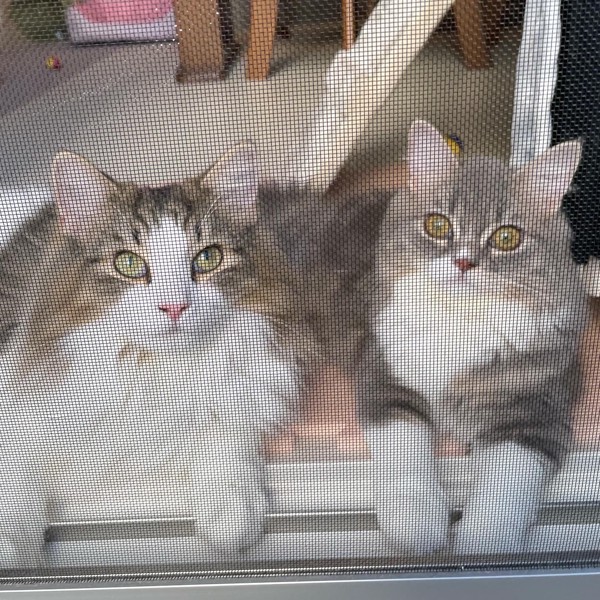 猫 ノルウェージャンフォレストキャット マハロ♂とメル♀の写真