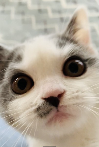 猫 ブリティッシュショートヘア キューちゃんの写真