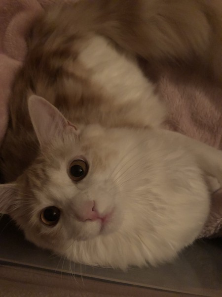 猫 メインクーン みゅうの写真