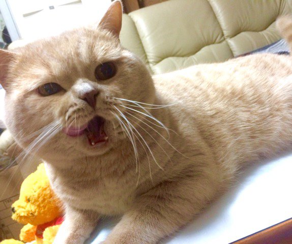 猫 ブリティッシュショートヘア マロンの写真