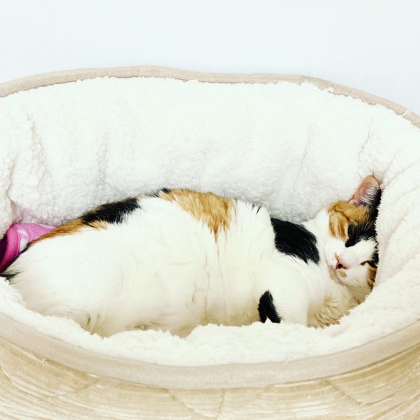 猫 三毛猫 ルビーの写真