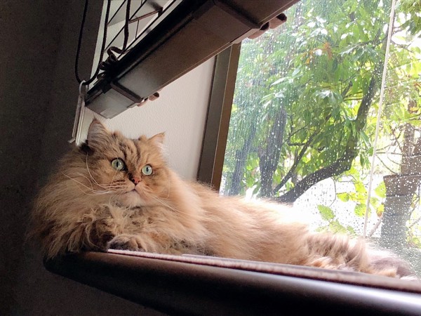 猫 チンチラペルシャ ダウニーの写真
