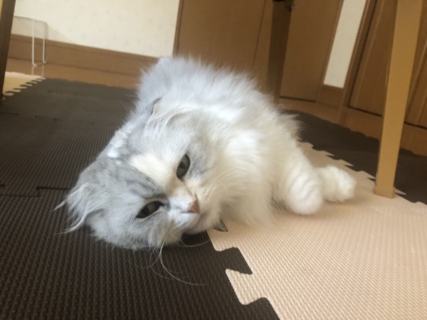 猫 スコティッシュフォールド りんちゃんの写真