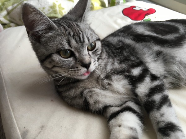 猫 アメリカンショートヘア リノの写真