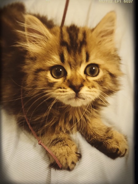 猫 ミヌエット 豆蔵の写真