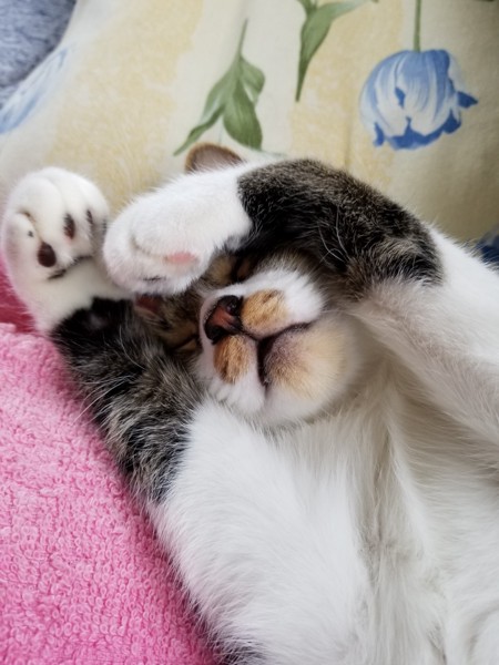 猫 キジシロ ミーの写真