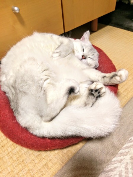 猫 白猫 ふぅちゃんの写真