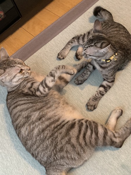 猫 サバトラ ツナとマヨ　２歳と子猫の写真