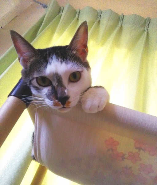 猫 キジシロ シャアの写真