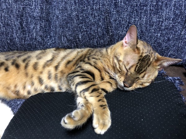 猫 ベンガル ヤマトの写真
