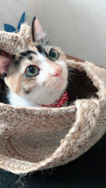 猫 三毛猫 メルの写真