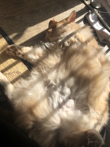 猫 アメリカンボブテイル ゴローの写真